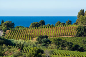 Weinberge in der Provence mit Reben und südfranzösischer Landschaft.